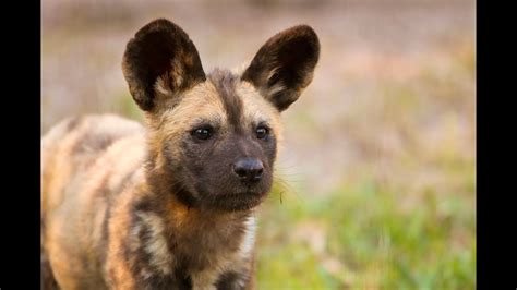 As africa becomes more populated more domestic dogs come. ZooBorns Australia! Episode 5 - African Painted Dogs - YouTube