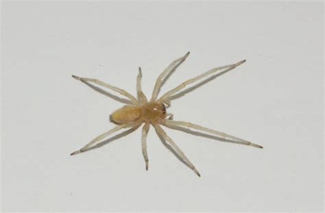 Are There Brown Recluse Spiders In Ohio
