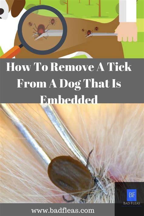 How To Remove A Tick From A Dog That Is Embedded Ticks Deer Ticks