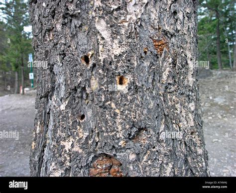 Mountain Pine Beetle Damage Stock Photo Royalty Free Image 16201073