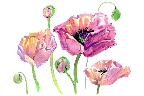 Original Poppy Watercolor Graphic By Mystocks · Creative Fabrica