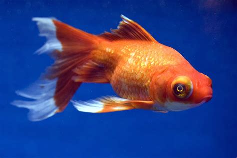 Best Way To Care For A Telescope Goldfish Aquariadise