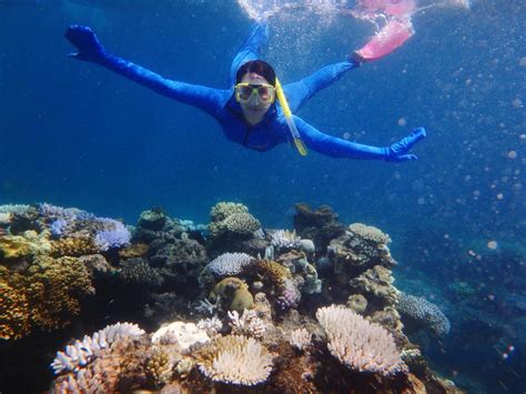 Snorkelling On Great Barrier Reef Opens Up A Colourful World