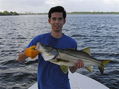 How To Catch Snook Tips For Fishing For Snook