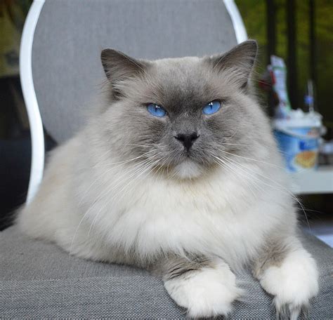 Gorgeous Ragdoll Cat With Blue Eyes Beautiful Cat Ragdollcat