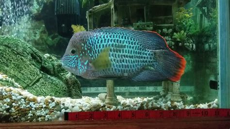 Huge Green Terror Cichlid Gold Saum 9 Inches Verified Youtube