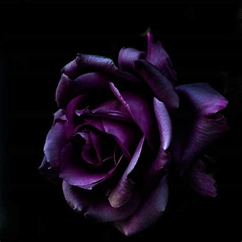 If Purple Roses Wallpaper Dark Purple Flowers Dark Purple Aesthetic