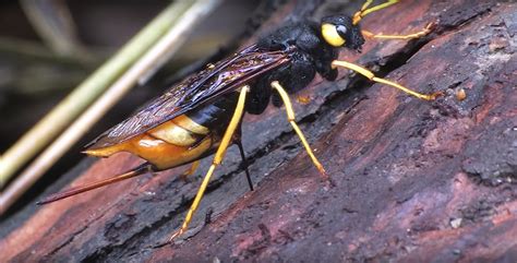 Information About Wood Wasps All You Need To Know About Siricidae Nexles