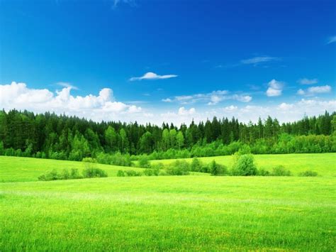 Sky Trees And Grass Green Meadow Wallpapers Hermosos Paisajes Cuadros
