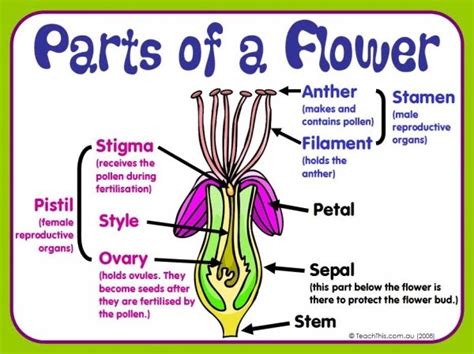 Many flowers have male part and female part called stamen and pistil resp. 4th grade. PLANTS