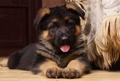 As your gsd puppy advances in obedience training and knows more commands, you can require more advanced commands or tricks in order to receive treats or play. German Shepherd Training Beginner's Guide - The Dog ...
