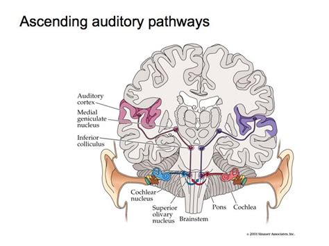 Perception Lecture Notes Auditory Pathways And Sound Localization