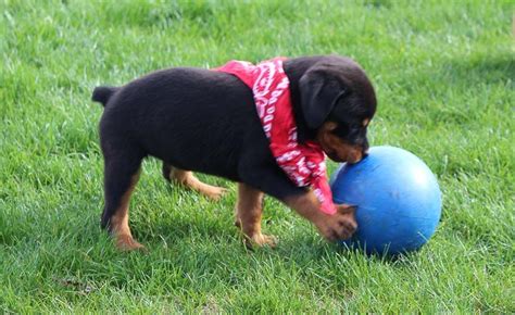The mother dog will rarely leave her puppies alone, wait for a week before washing her. Cindy - female AKC Rottweiler puppy for sale in Indiana. # ...