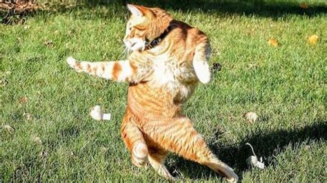 Funny Cats 2017 Funny Cat Photos Funny Animal Memes Cat Memes