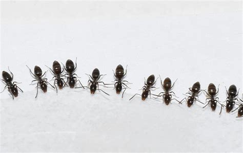 Ants Common Pest Identification In Waltham Ma