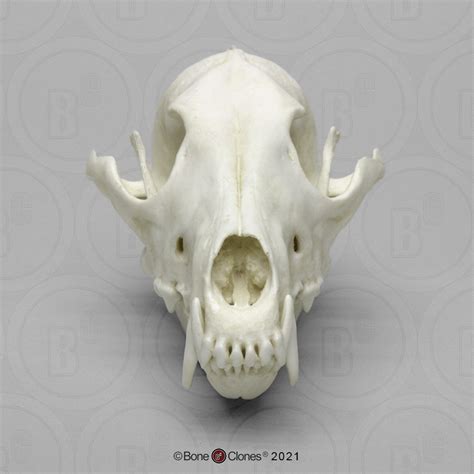 Coyote Skull Bone Clones Inc Osteological Reproductions