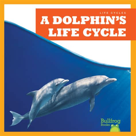 A Dolphins Life Cycle Jump Inc