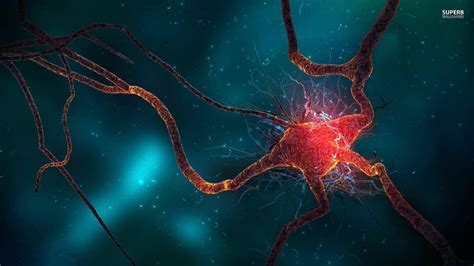 Brain Cells Wallpapers Top Free Brain Cells Backgrounds Wallpaperaccess
