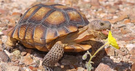 These slow moving creatures are actually quite interesting. Desert Tortoise Habitat Conservation Plan Expansion Act ...