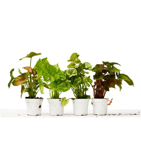 4 Different Syngonium Plants Arrowhead Plants 4 Pot Live Plant