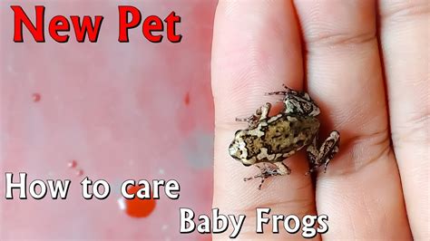 How To Care Baby Frogs And Make Enclosure Youtube