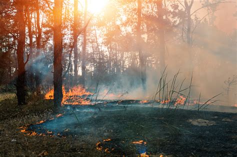Burned Forest Pictures Download Free Images On Unsplash