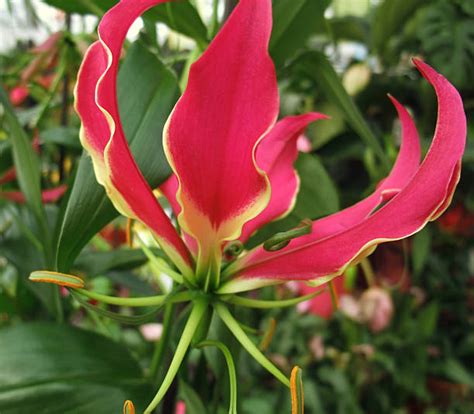 Royalty Free Flame Lily Pictures Images And Stock Photos Istock