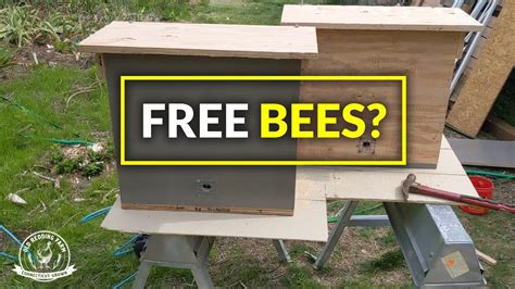 How To Build A Swarm Trap Swarm Trap Capture Wild Honey Bees Youtube