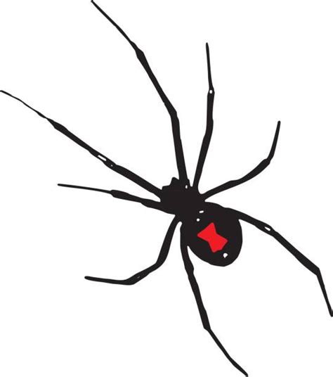Black Widow Spider Illustrations Royalty Free Vector Graphics And Clip