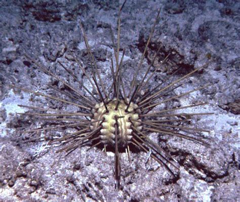 The Echinoblog What And How Do Sea Urchins Eat Sea Urchin Feeding