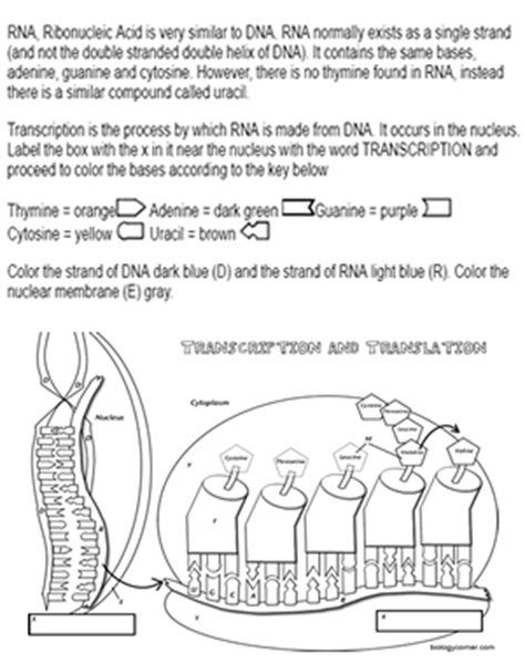 Transcription and translation worksheet for each of the following sequences, fill in either the dna, the mrna codons, the trna anticodons, or the amino acid sequences that have been left blank. Transcription Coloring