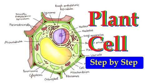 How To Draw Plant Cell Plant Cell Diagram Plant Cell Step By Step