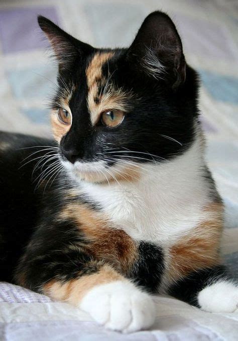 257 Best Torties And Calico Cats Images In 2019 Cats Cats Kittens