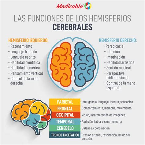 Las Funciones De Los Hemisferios Cerebrales Medicable