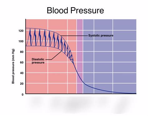 Blood Pressure Graph Diagram Quizlet