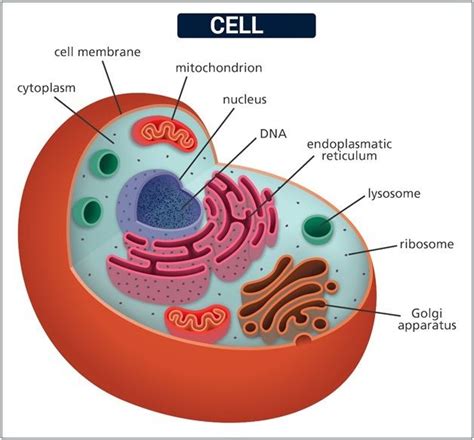 Cell Cell Theory Types Of Cells Function Of A Cell Byjus
