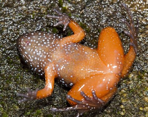 New frog species discovered in biodiversity hotspot in India • Earth.com