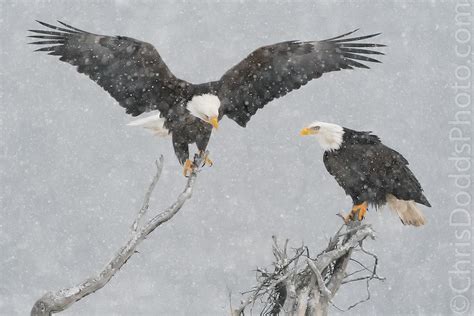 Two Bald Eagles — Nature Photography Blog