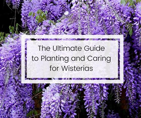 A Guide To Wisterias How To Plant Prune And Care For One Dengarden