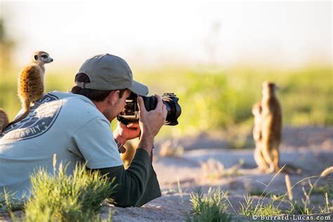 Photos And Video Of Meerkats Climbing All Over A Photographer And His Gear