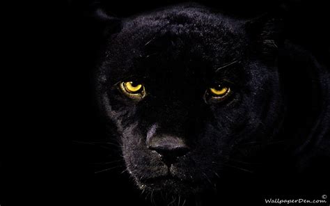 Black Panther Hd Wallpaper Download Wallpaper Pinterest Black