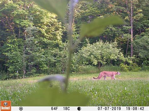 Cougar Spotted In Michigans Upper Peninsula Dnr Confirms