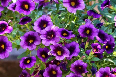 Best Fall Blooming Annuals That Will Beautify Your Backyard Gardening Sun