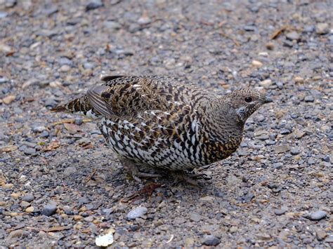 Spruce Grouse From Improvement District No 12 Ab T0e Canada On