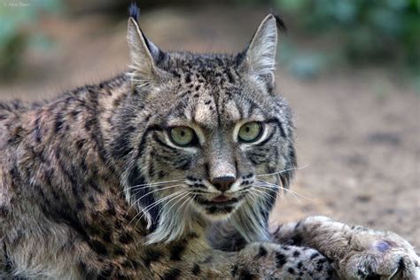 Ссылка на полный каталог lynx. Iberian Lynx (Lynx pardinus) - Our Wild World