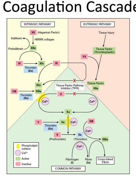 The Coagulation Cascade Medical Laboratory Science Medical