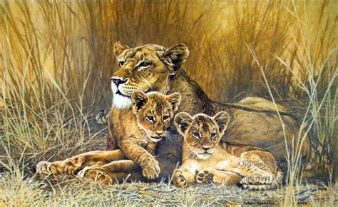 Lioness Paintings