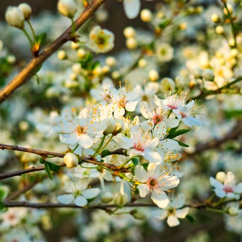 Free Images Branch Flower Spring Tree Flowering Plant Blossom