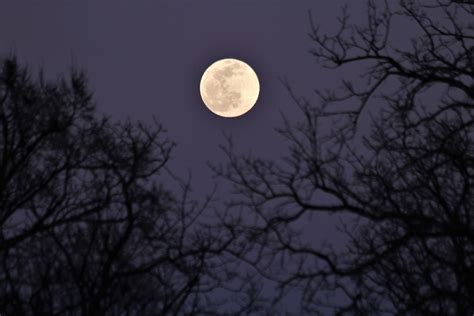 Full Moon And Tree Branches Free Stock Photo Public Domain Pictures