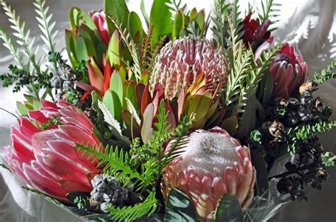 The red hot poker is a south african plant that is now found in many parts of the world, having been imported for its dramatic beauty and for the fact that the flowers.more. SLOW FLOWERS Podcast: All about Protea - a South African ...